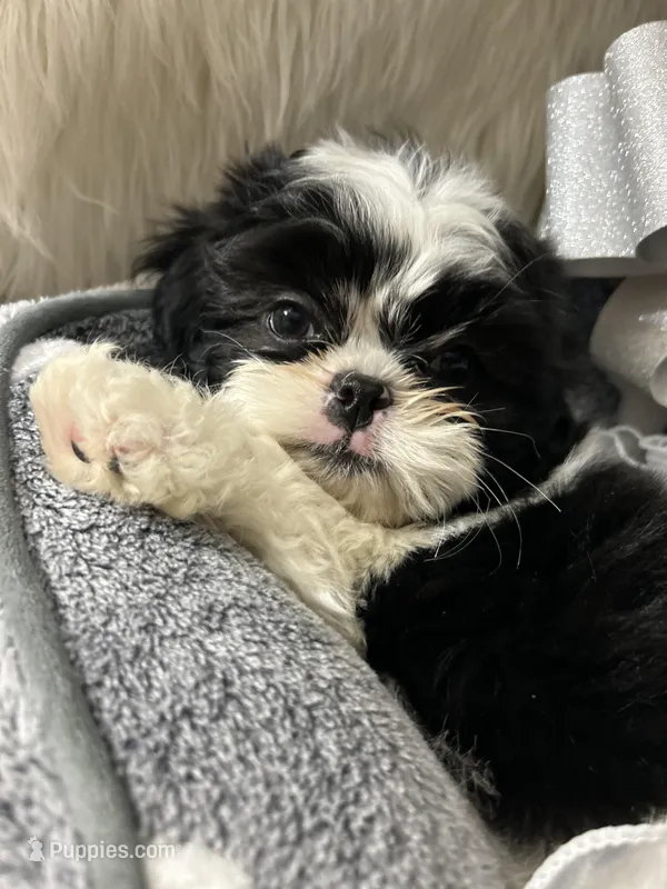 Bebe – Shih Tzu puppy for sale in Hesperia, CA