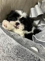 Bebe, a female Shih Tzu for sale in Hesperia, CA – Photo 2 of 9