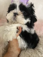 Bebe, a female Shih Tzu for sale in Hesperia, CA – Photo 5 of 9