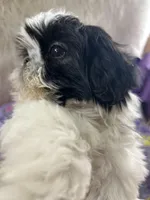 Bebe, a female Shih Tzu for sale in Hesperia, CA – Photo 6 of 9
