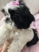 Bebe, a female Shih Tzu for sale in Hesperia, CA – Photo 4 of 9