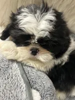 Bebe, a female Shih Tzu for sale in Hesperia, CA – Photo 9 of 9