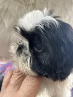 Bebe, a female Shih Tzu for sale in Hesperia, CA – Photo 7 of 9