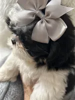Bebe, a female Shih Tzu for sale in Hesperia, CA – Photo 3 of 9
