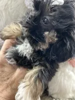 Puppy four, a female Shih Tzu for sale in Hesperia, CA – Photo 2 of 10