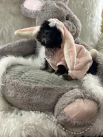 Puppy four, a female Shih Tzu for sale in Hesperia, CA – Photo 10 of 10