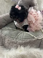 Puppy four, a female Shih Tzu for sale in Hesperia, CA – Photo 9 of 10