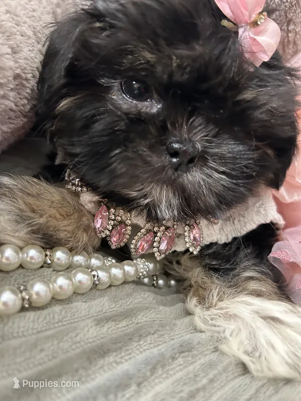 Puppy four – Shih Tzu puppy for sale in Hesperia, CA