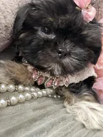 Puppy four, a female Shih Tzu for sale in Hesperia, CA – Photo 8 of 10