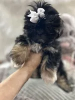 Puppy four, a female Shih Tzu for sale in Hesperia, CA – Photo 4 of 10