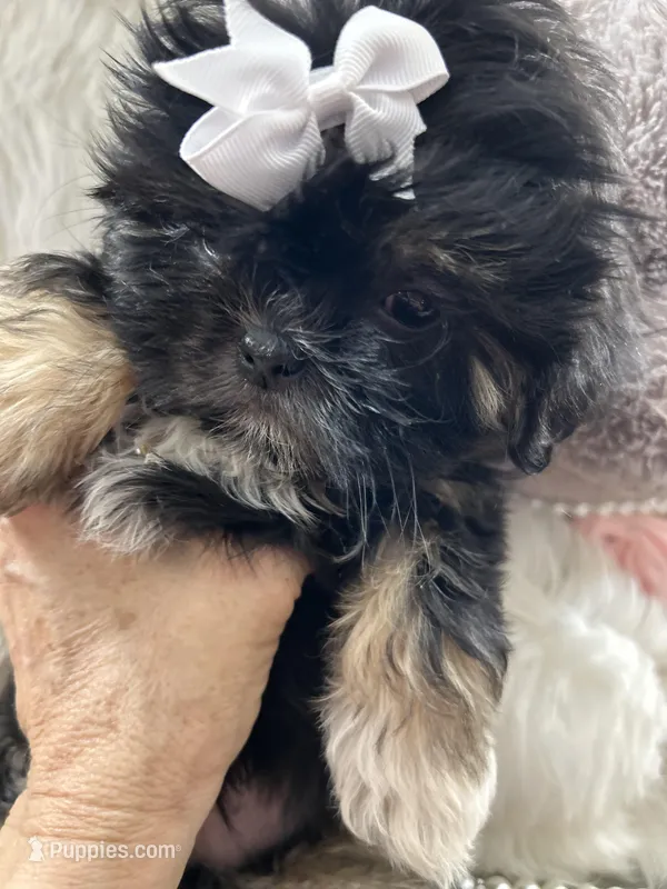 Puppy four – Shih Tzu puppy for sale in Hesperia, CA