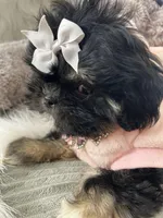 Puppy four, a female Shih Tzu for sale in Hesperia, CA – Photo 7 of 10