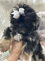 Puppy four, a female Shih Tzu for sale in Hesperia, CA – Photo 6 of 10