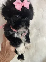 Snookie, a female Shih Tzu and Poodle - Toy  for sale in Hesperia, CA – 4 of 10