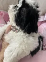 Betsy, a female Shih Tzu for sale in Hesperia, CA – Photo 5 of 8