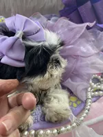 Betsy, a female Shih Tzu for sale in Hesperia, CA – Photo 4 of 8