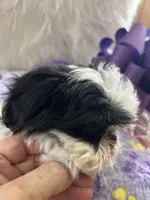 Betsy, a female Shih Tzu for sale in Hesperia, CA – Photo 7 of 8
