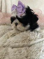 Betsy, a female Shih Tzu for sale in Hesperia, CA – Photo 8 of 8