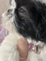 Betsy, a female Shih Tzu for sale in Hesperia, CA – Photo 3 of 8