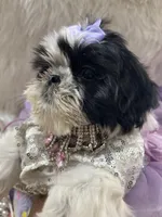 Betsy, a female Shih Tzu for sale in Hesperia, CA – Photo 6 of 8