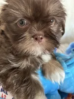 Toby, a male Shih Tzu for sale in Hesperia, CA – 6 of 10
