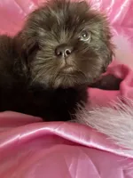 Coco, a female Shih Tzu for sale in Hesperia, CA – 8 of 10
