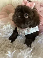 Coco, a female Shih Tzu for sale in Hesperia, CA – 6 of 10