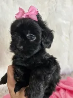 Sugar, a female Shih Tzu and Poodle - Toy  for sale in Hesperia, CA – 8 of 10
