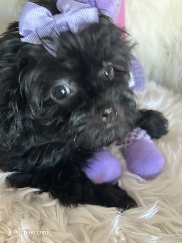 Shiloh – Shih Tzu, Poodle - Toy  puppy for sale in Hesperia, CA