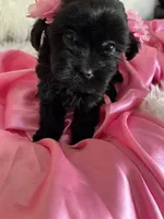 Sugar, a female Shih Tzu and Poodle - Toy  for sale in Hesperia, CA – 9 of 10
