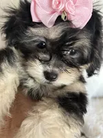 Phantom, a female Shih Tzu and Poodle - Toy  for sale in Hesperia, CA – 2 of 10