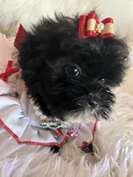 Snookie, a female Shih Tzu and Poodle - Toy  for sale in Hesperia, CA – 3 of 10