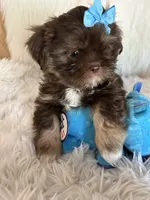 Toby, a male Shih Tzu for sale in Hesperia, CA – 4 of 10