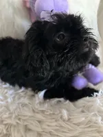 Izzy, a female Shih Tzu and Poodle - Toy  for sale in Hesperia, CA – 10 of 10