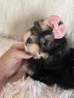 Phantom, a female Shih Tzu and Poodle - Toy  for sale in Hesperia, CA – 8 of 10