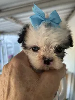 Blue, a male Shih Tzu for sale in Hesperia, CA – 6 of 10