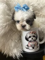Blue, a male Shih Tzu for sale in Hesperia, CA – 8 of 10