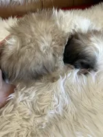 Bret, a male Shih Tzu for sale in Hesperia, CA – 5 of 10