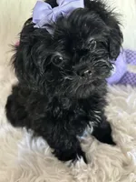 Izzy, a female Shih Tzu and Poodle - Toy  for sale in Hesperia, CA – 3 of 10