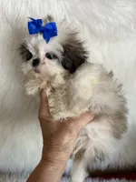 Bret, a male Shih Tzu for sale in Hesperia, CA – 8 of 10
