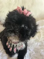 Snookie, a female Shih Tzu and Poodle - Toy  for sale in Hesperia, CA – 2 of 10