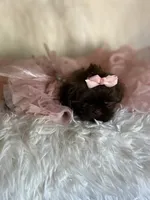 Coco, a female Shih Tzu for sale in Hesperia, CA – 2 of 10