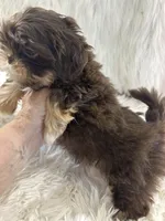 Snookie, a female Shih Tzu for sale in Hesperia, CA – 7 of 10