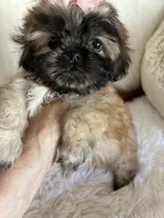 Shiba, a male Shih Tzu for sale in Hesperia, CA – 9 of 10