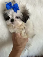 Bret, a male Shih Tzu for sale in Hesperia, CA – 9 of 10