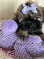 Shy, a female Shih Tzu for sale in Hesperia, CA – 4 of 10