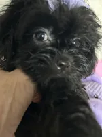 Izzy, a female Shih Tzu and Poodle - Toy  for sale in Hesperia, CA – 2 of 10