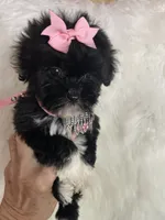 Snookie, a female Shih Tzu and Poodle - Toy  for sale in Hesperia, CA – 5 of 10