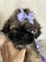Shy, a female Shih Tzu for sale in Hesperia, CA – 5 of 10