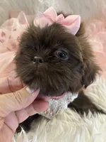 Coco, a female Shih Tzu for sale in Hesperia, CA – 5 of 10